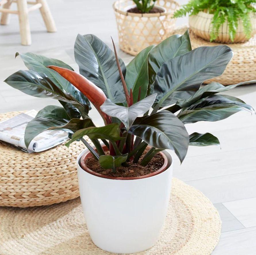 Philodendron Imperial Red - View 7 from www redcrocus com