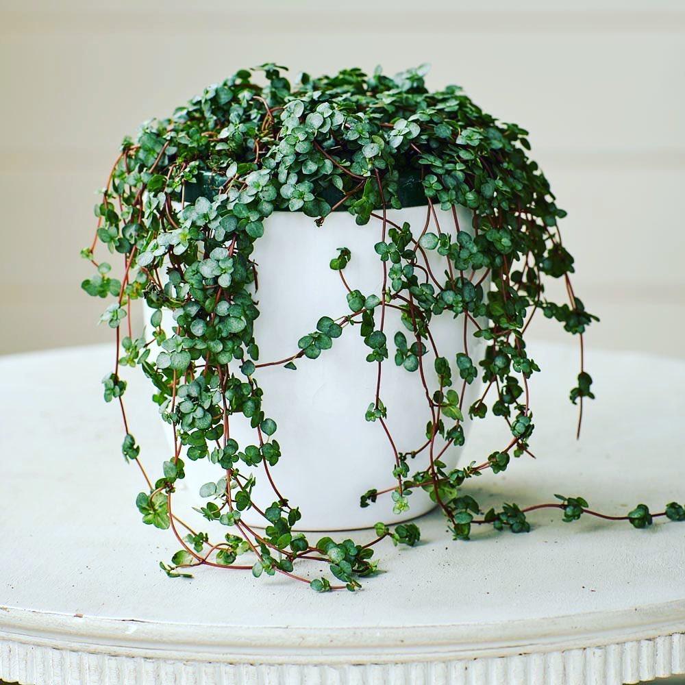 Pilea Glauca Aquamarine - View 4 from www redcrocus com