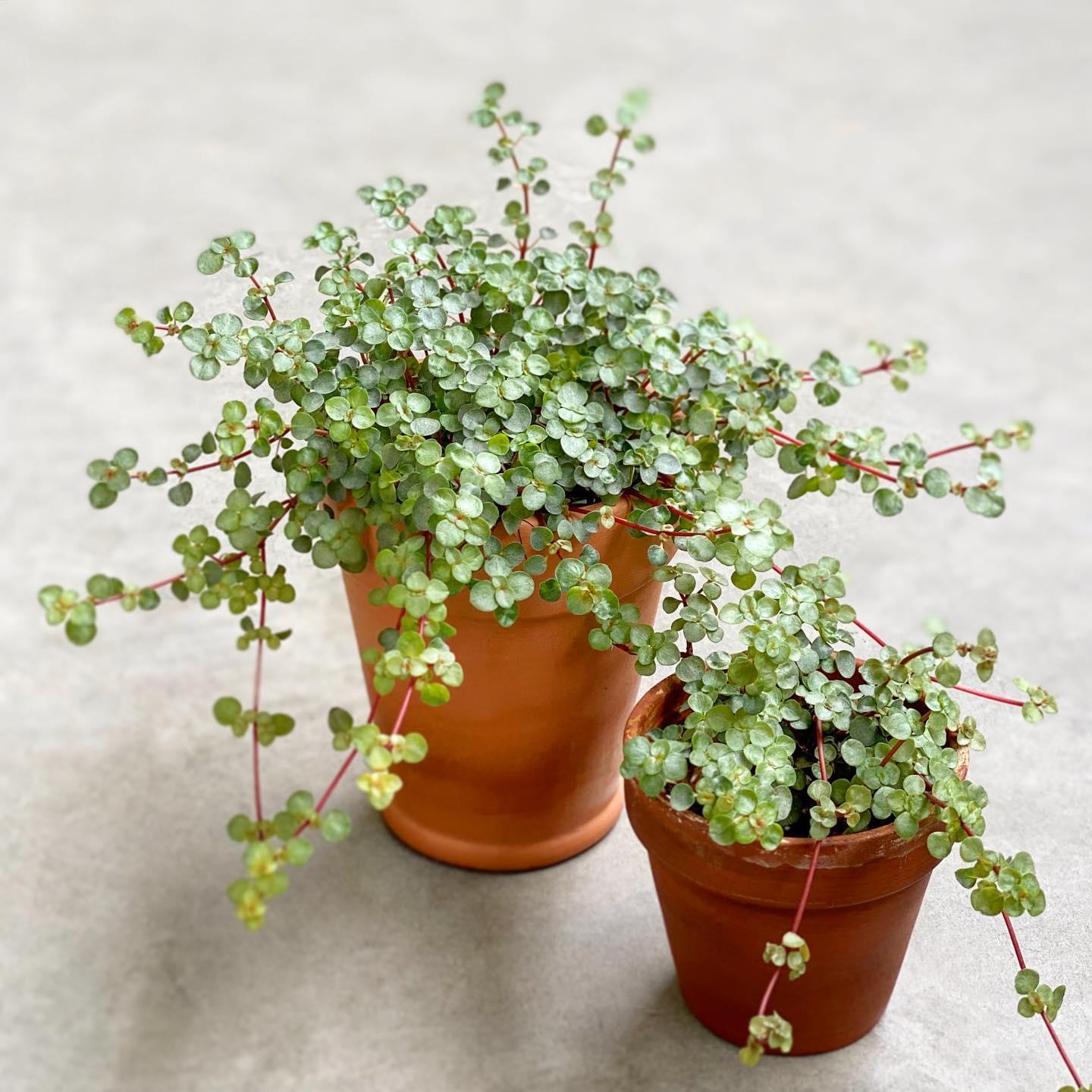 Pilea Glauca Aquamarine - View 7 from www redcrocus com