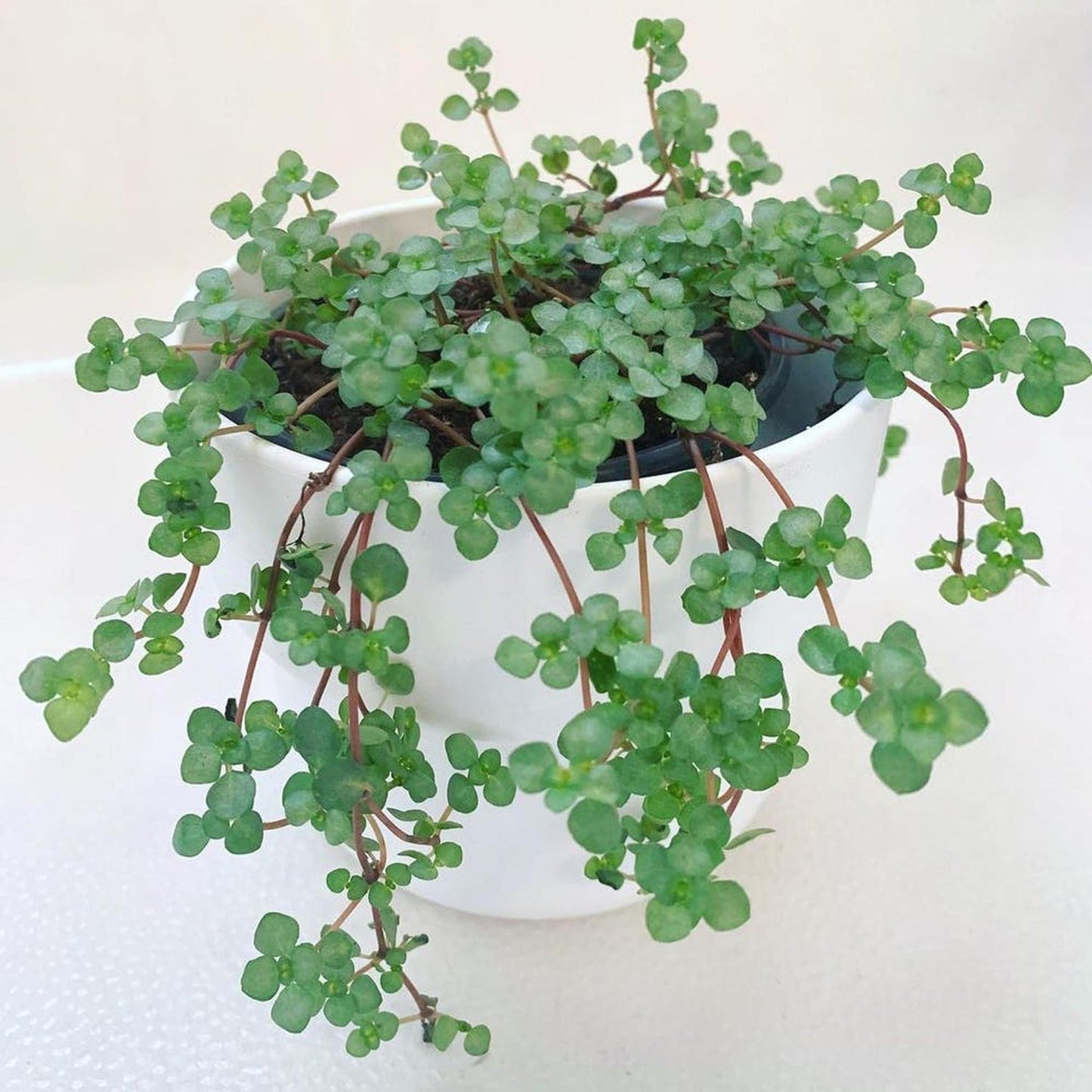 Pilea Glauca Aquamarine - View 8 from www redcrocus com
