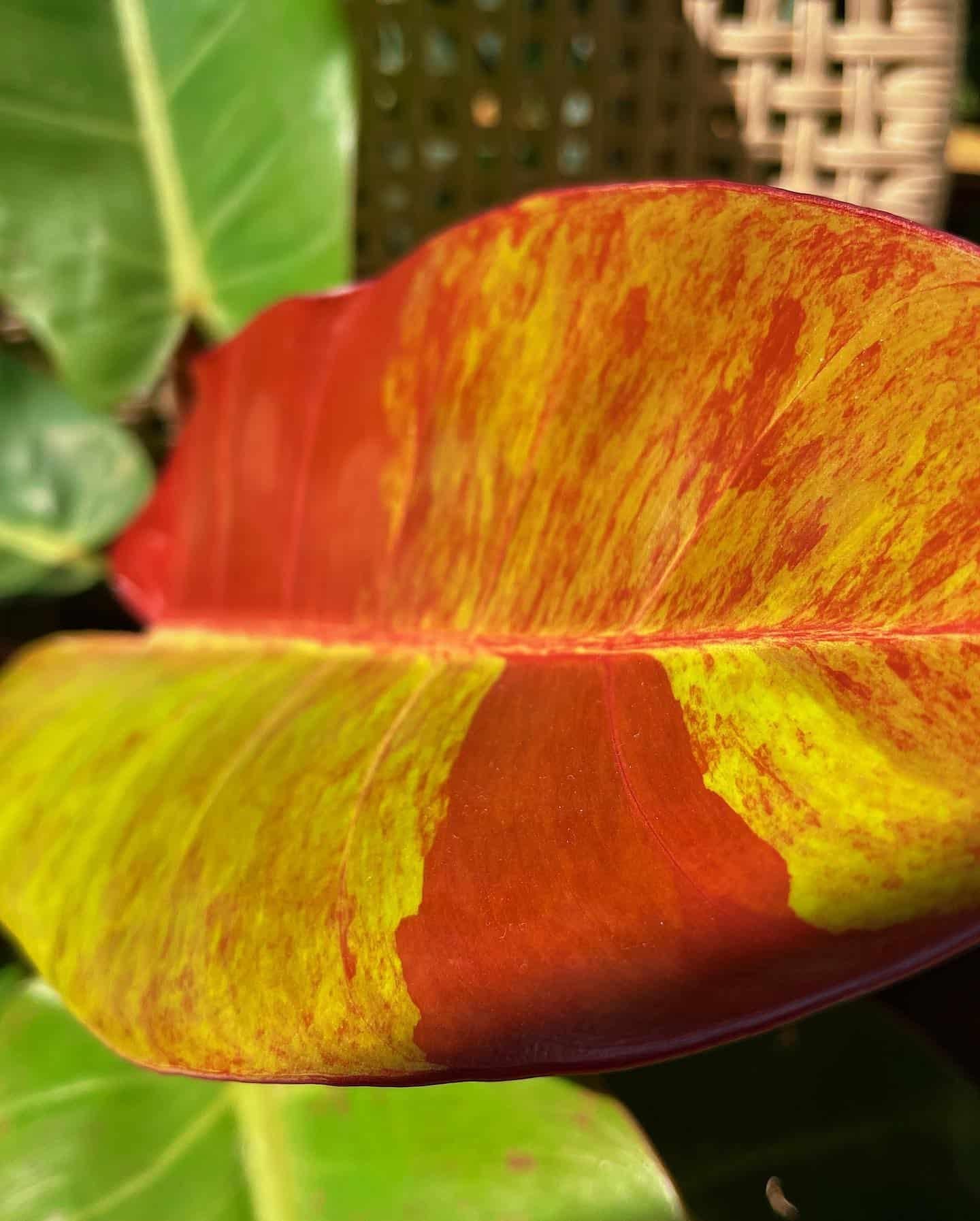 Philodendron Prince Of Orange - View 12 from www redcrocus com