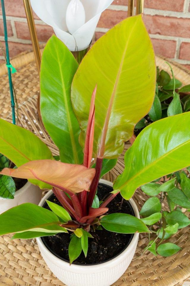 Philodendron Prince Of Orange - View 19 from www redcrocus com