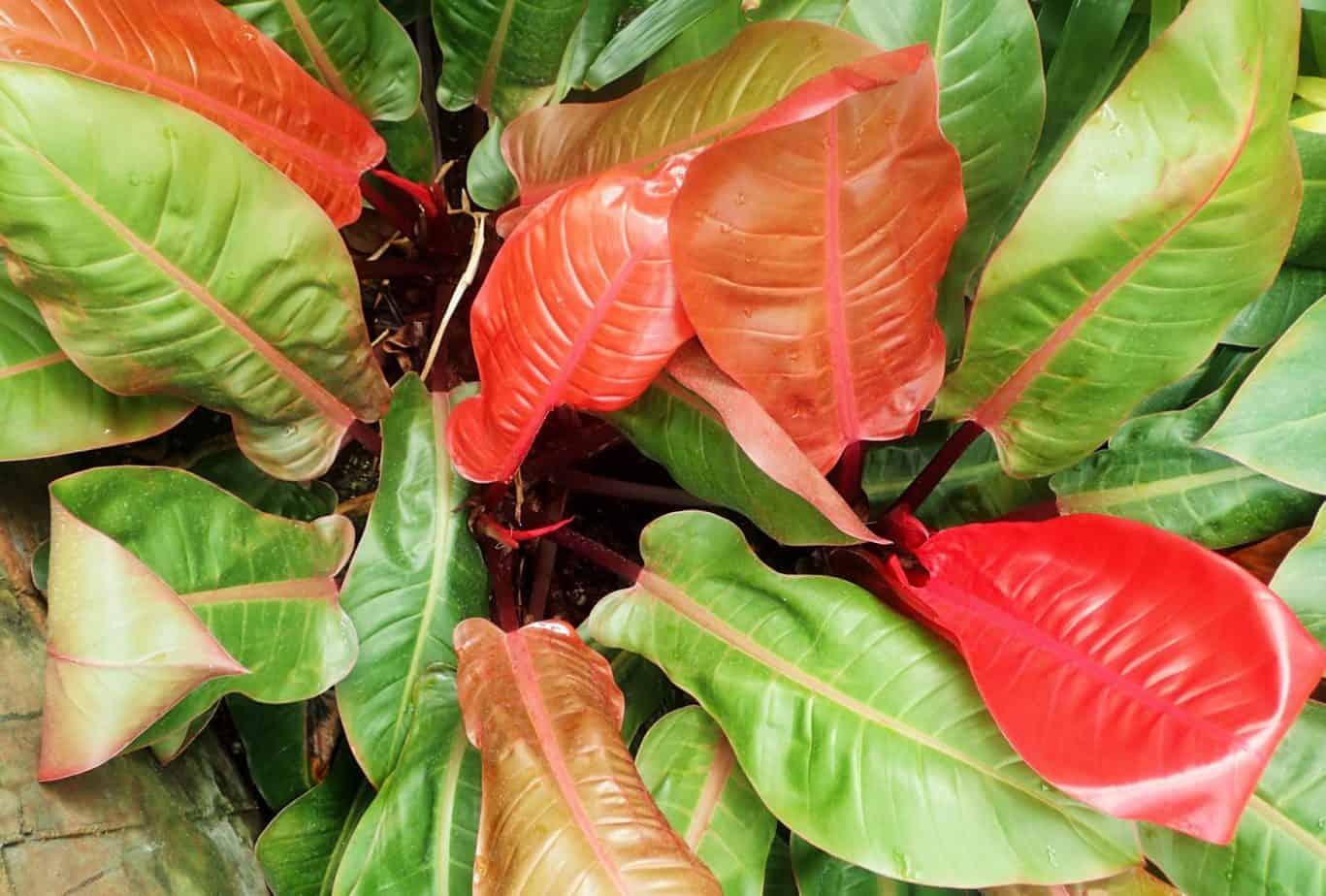 Philodendron 'prince Of Orange' - View 16 from www redcrocus com