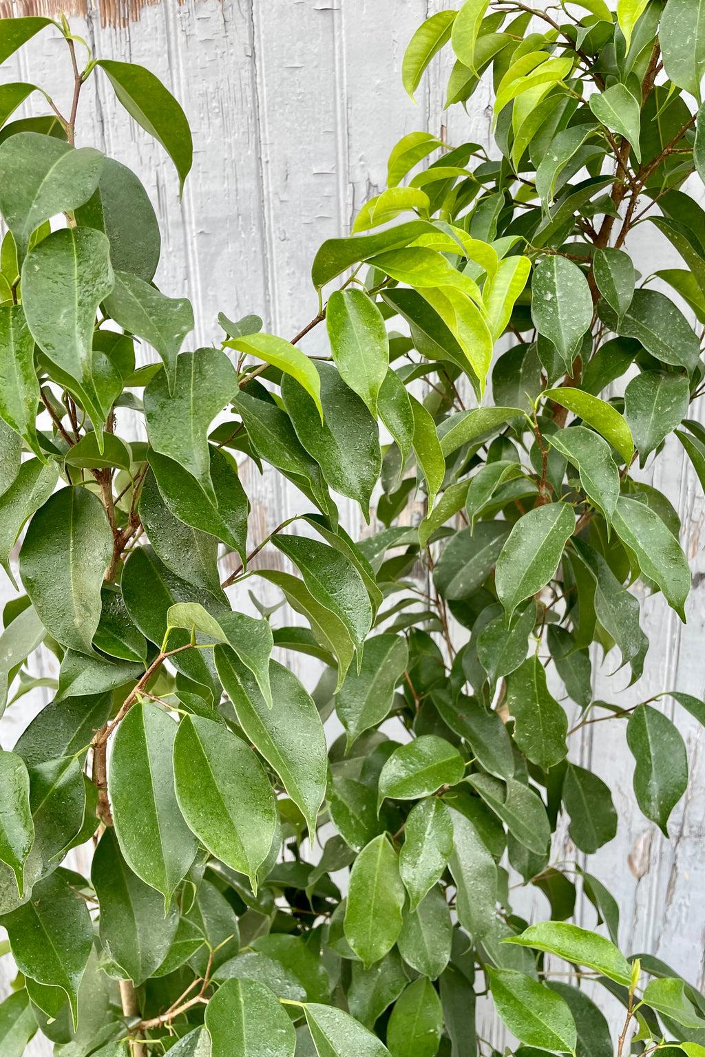 Ficus Benjamina Spire Bush - View 10 from www redcrocus com