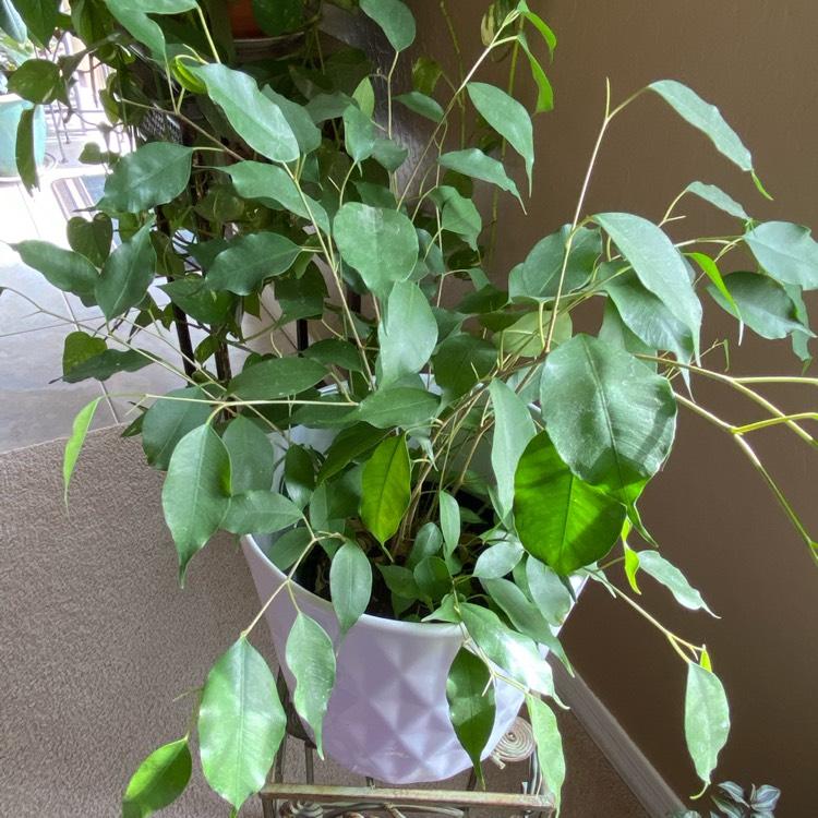 Ficus Benjamina Spire Bush - View 11 from www redcrocus com