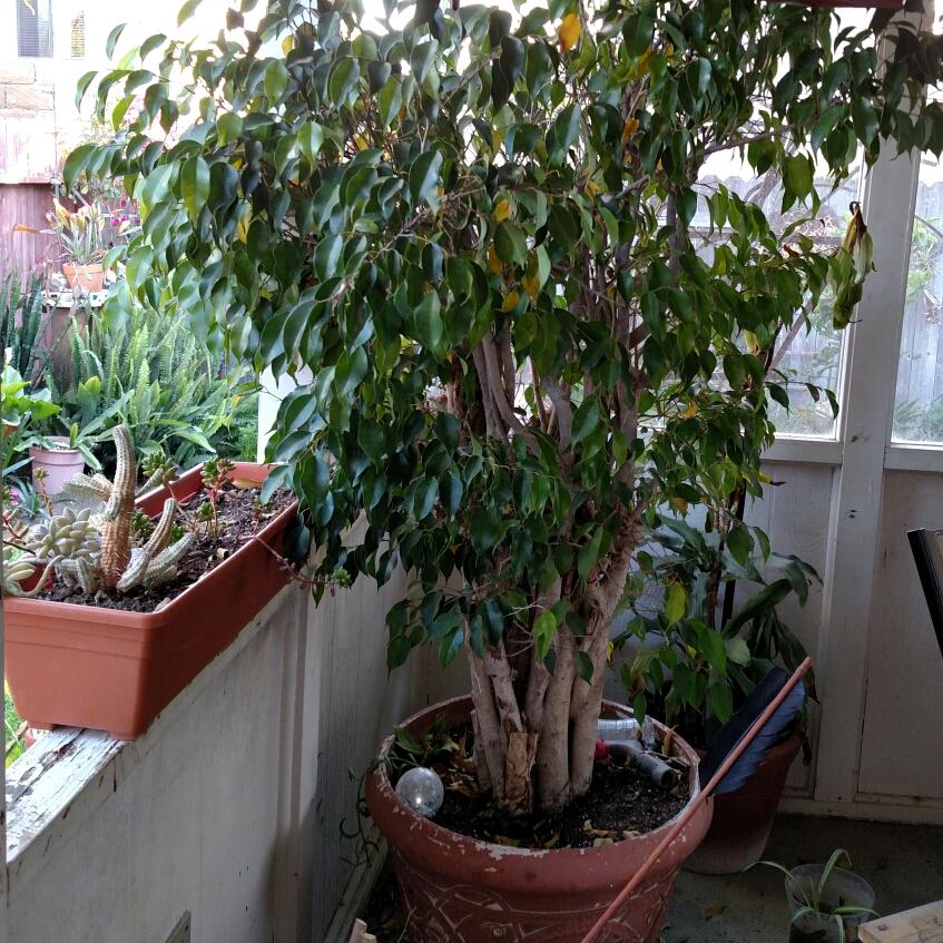 Ficus Benjamina Spire Bush - View 12 from www redcrocus com