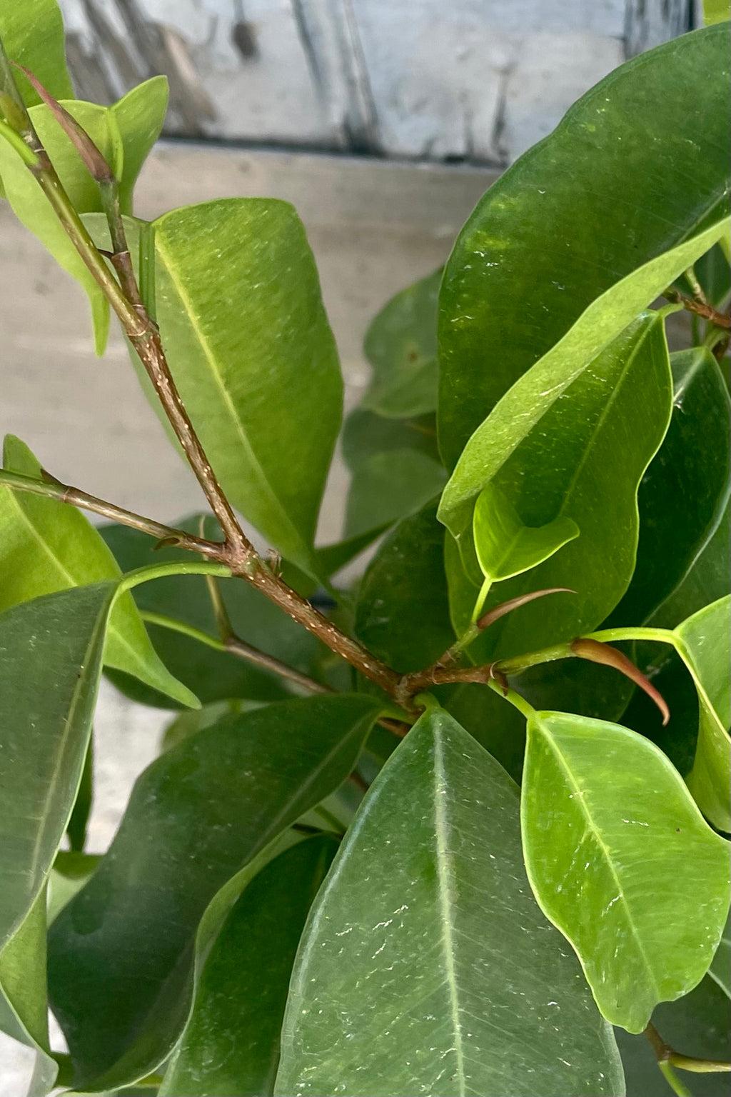 Ficus Benjamina Spire Bush - View 13 from www redcrocus com