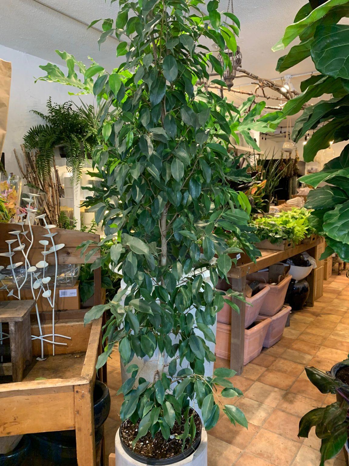 Ficus Benjamina Spire Bush - View 14 from www redcrocus com