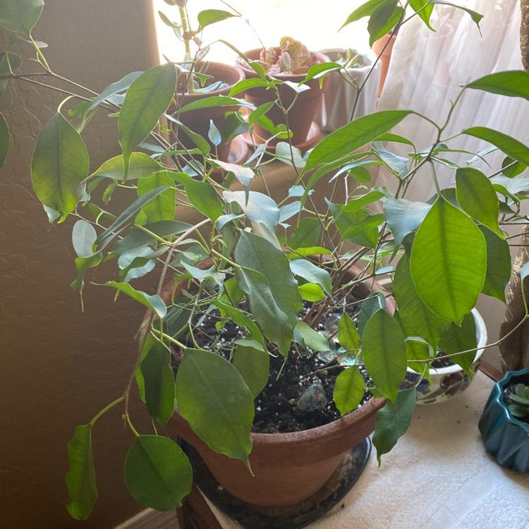 Ficus Benjamina Spire Bush - View 15 from www redcrocus com