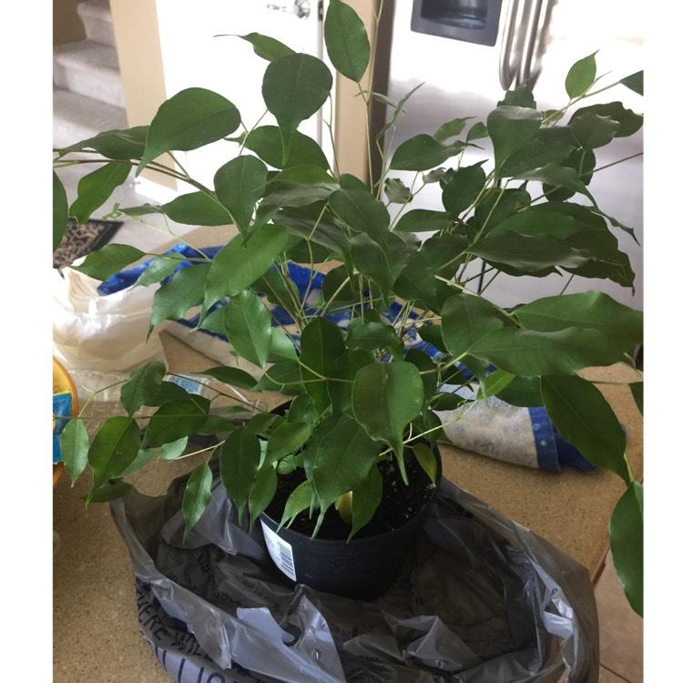 Ficus Benjamina Spire Bush - View 16 from www redcrocus com