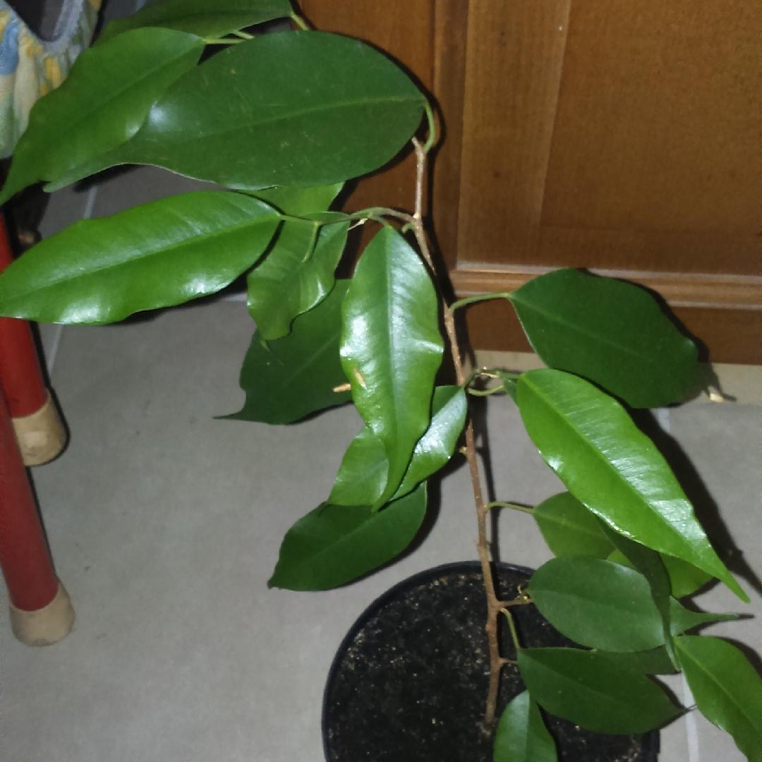 Ficus Benjamina Spire Bush - View 18 from www redcrocus com
