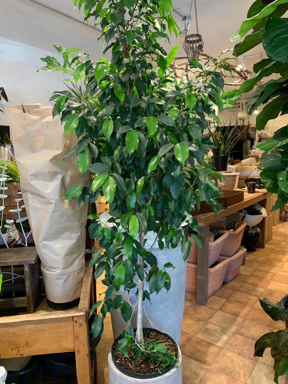 Ficus Benjamina Spire Bush - View 19 from www redcrocus com