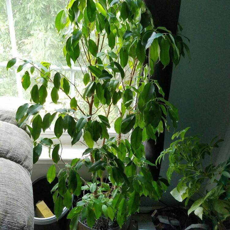 Ficus Benjamina Spire Bush - View 20 from www redcrocus com