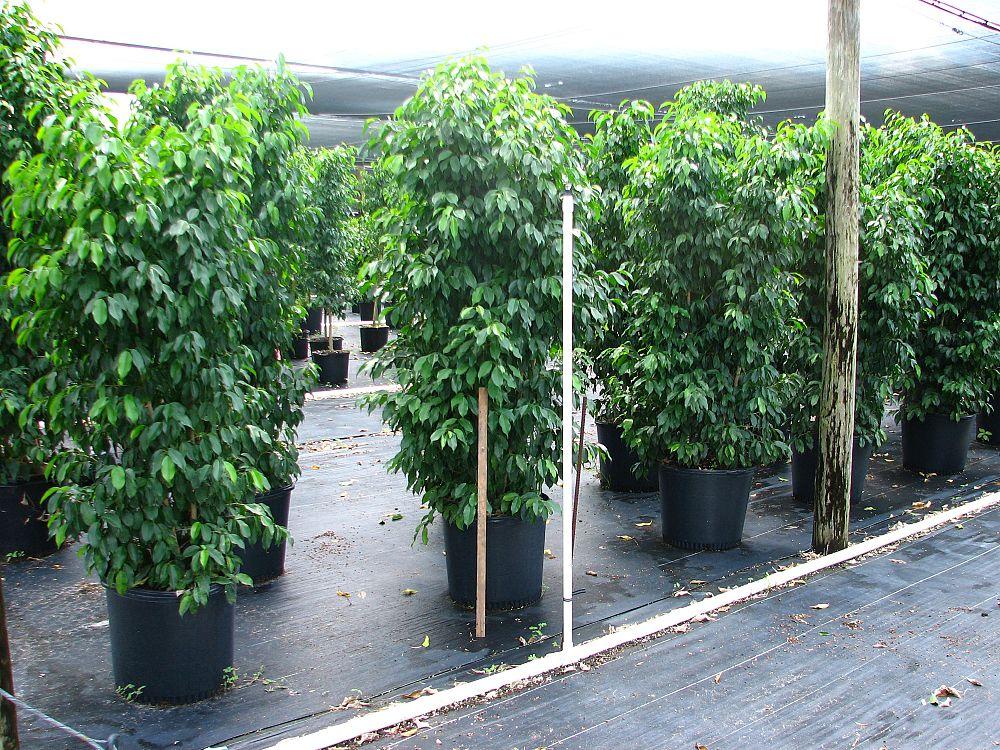 Ficus Benjamina Spire Bush - View 2 from www redcrocus com