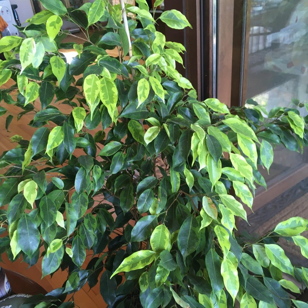 Ficus Benjamina Spire Bush - View 3 from www redcrocus com
