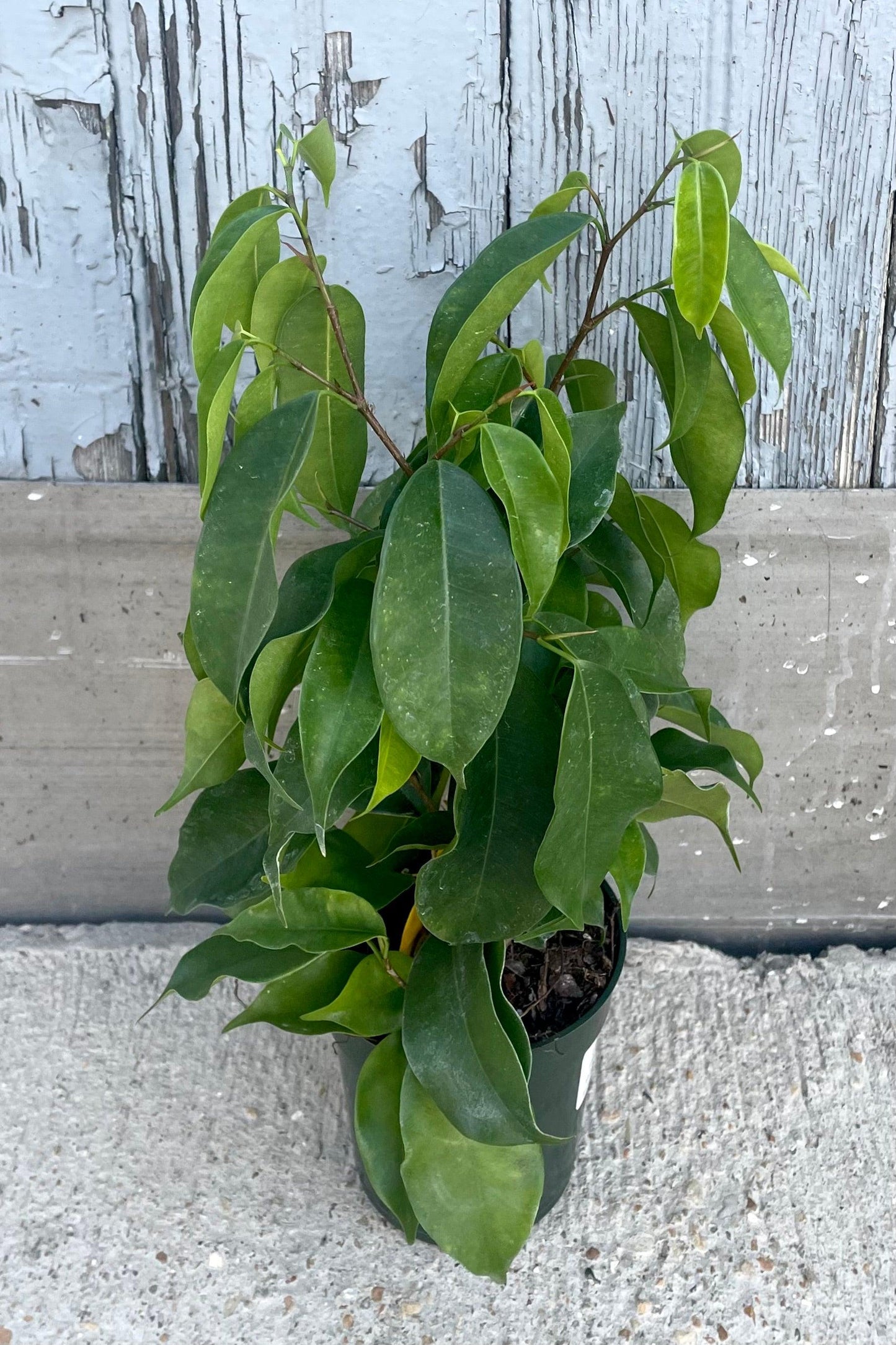Ficus Benjamina Spire Bush - View 5 from www redcrocus com
