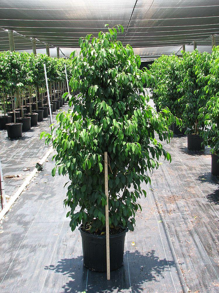 Ficus Benjamina Spire Bush - View 6 from www redcrocus com