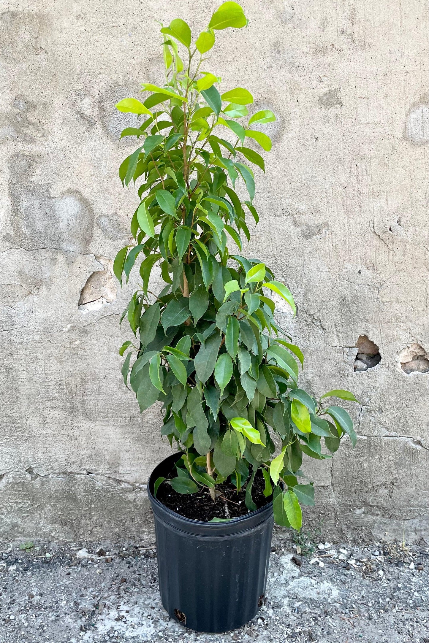 Ficus Benjamina Spire Bush - View 8 from www redcrocus com