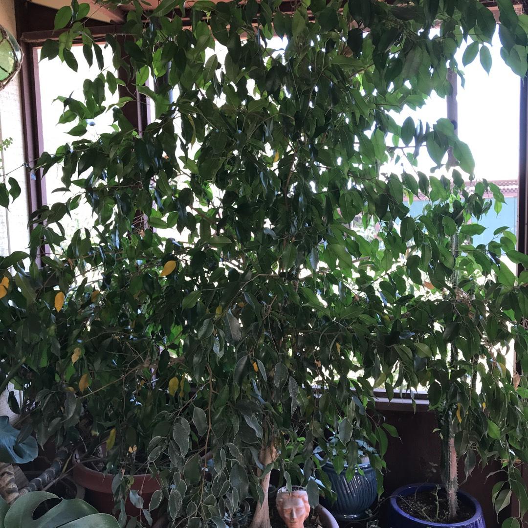 Ficus Benjamina Spire Bush - View 9 from www redcrocus com