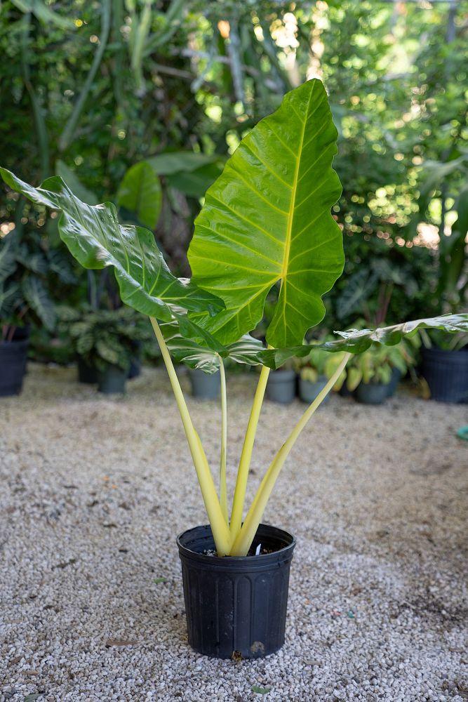 Alocasia Lutea - View 16 from www redcrocus com