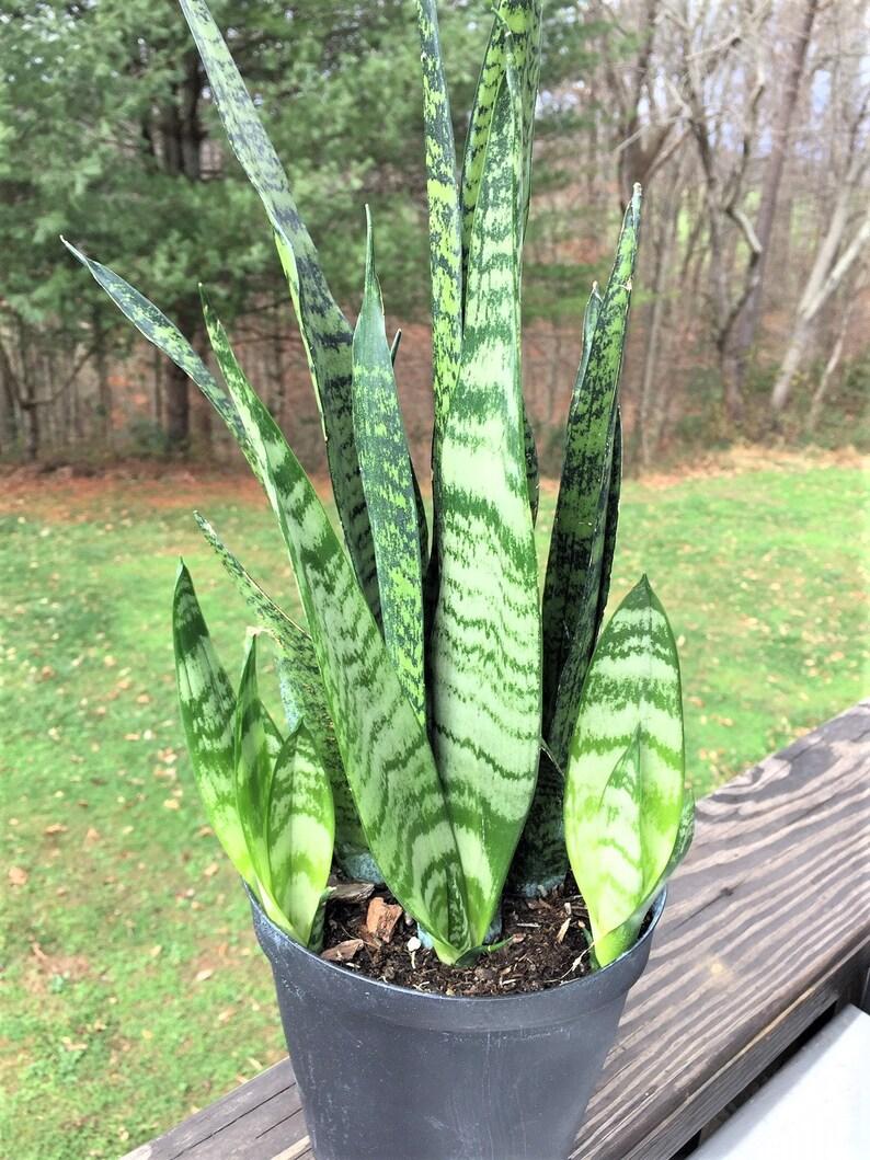 Sansevieria Wintergreen - View 13 from www redcrocus com