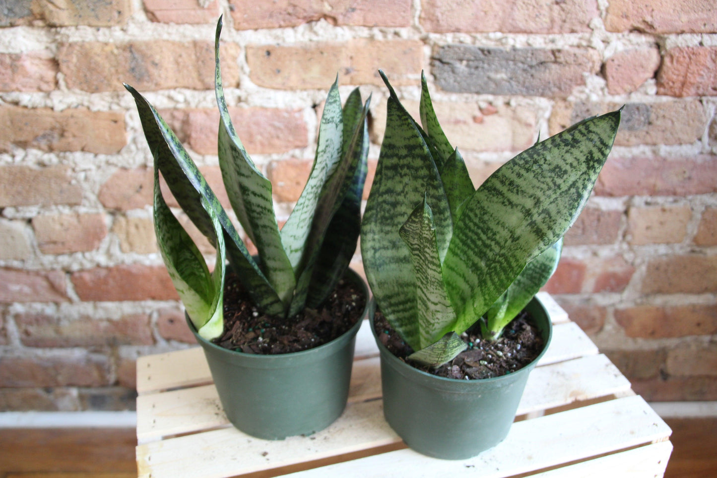 Sansevieria Wintergreen - View 14 from www redcrocus com