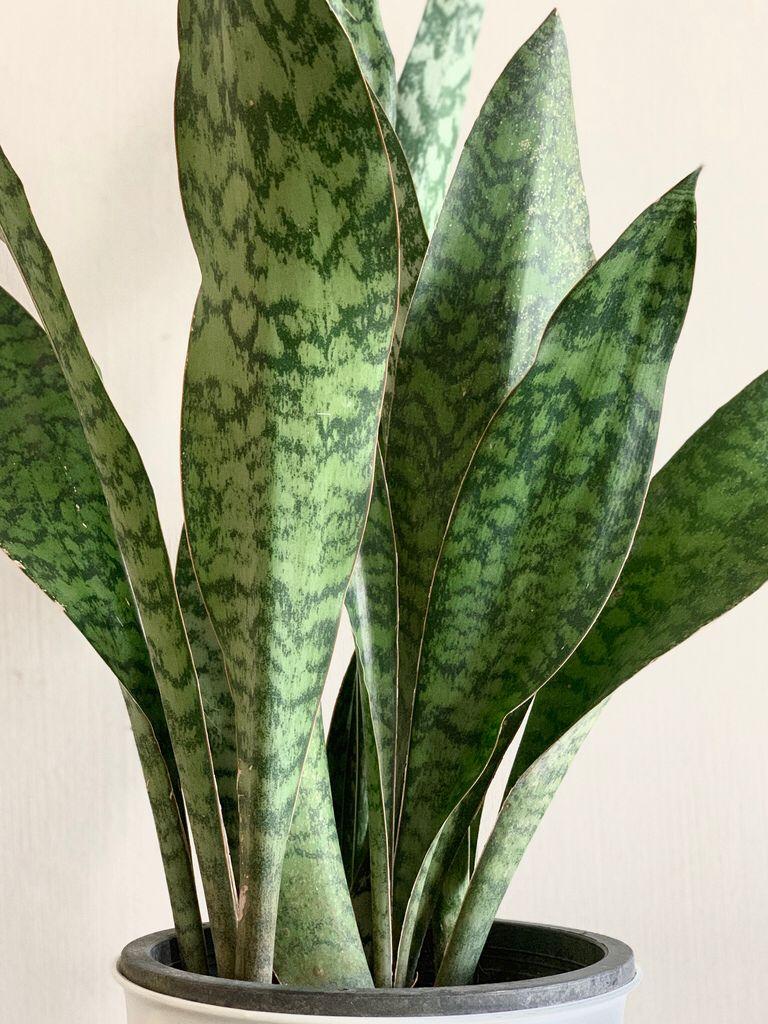 Sansevieria Wintergreen - View 16 from www redcrocus com