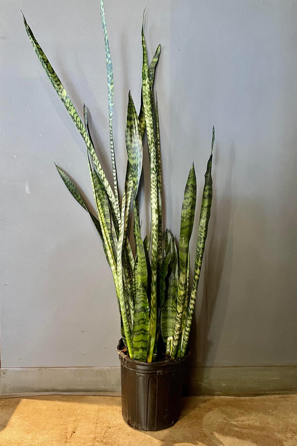 Sansevieria Wintergreen - View 20 from www redcrocus com