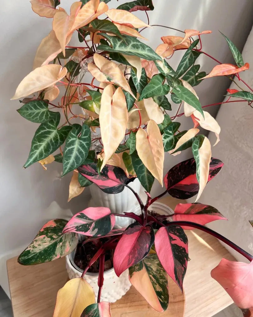 Philodendron Pink Princess - View 11 from www redcrocus com