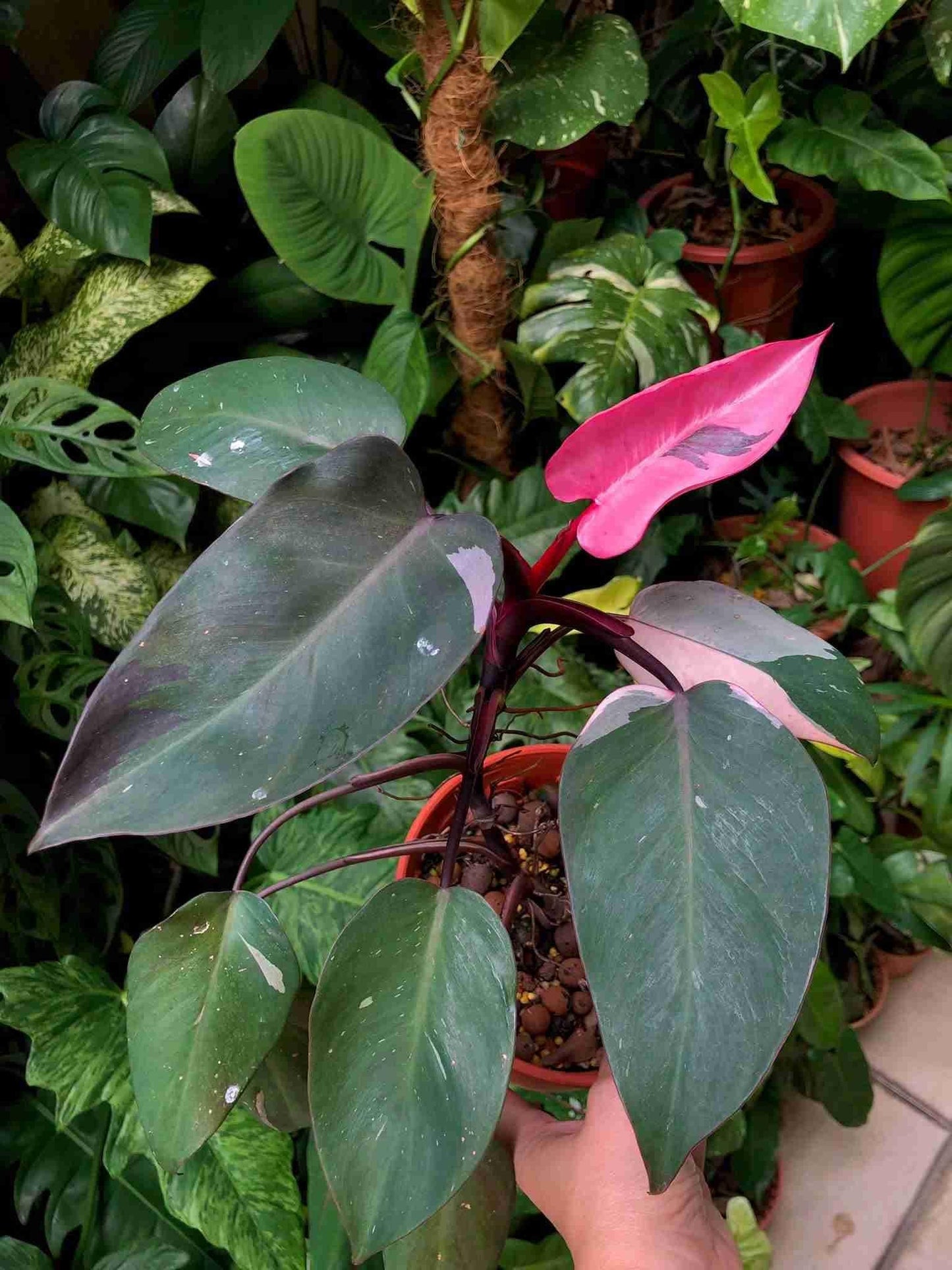Philodendron Pink Princess - View 15 from www redcrocus com