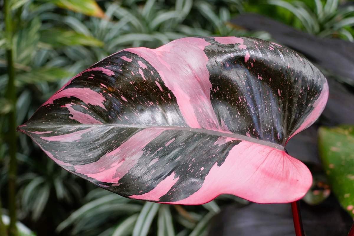 Philodendron Pink Princess - View 18 from www redcrocus com