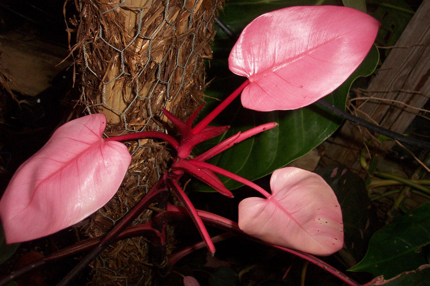 Philodendron Pink Princess - View 19 from www redcrocus com