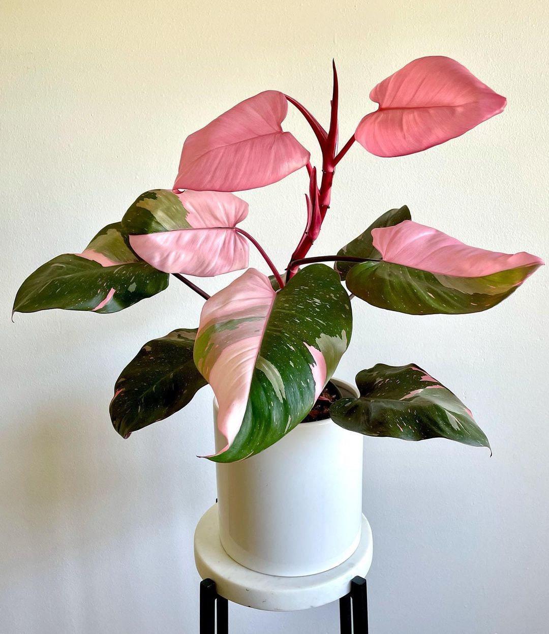 Philodendron Pink Princess - View 2 from www redcrocus com