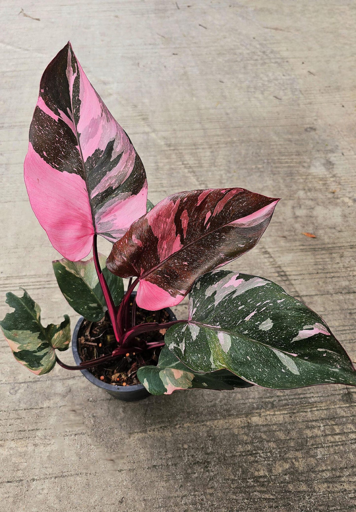 Philodendron Pink Princess - View 4 from www redcrocus com