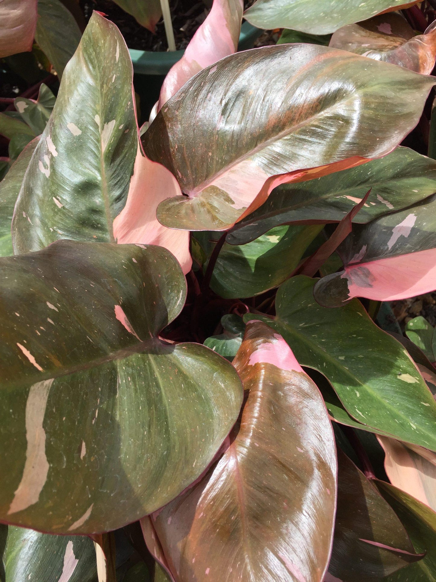 Philodendron Pink Princess - View 6 from www redcrocus com