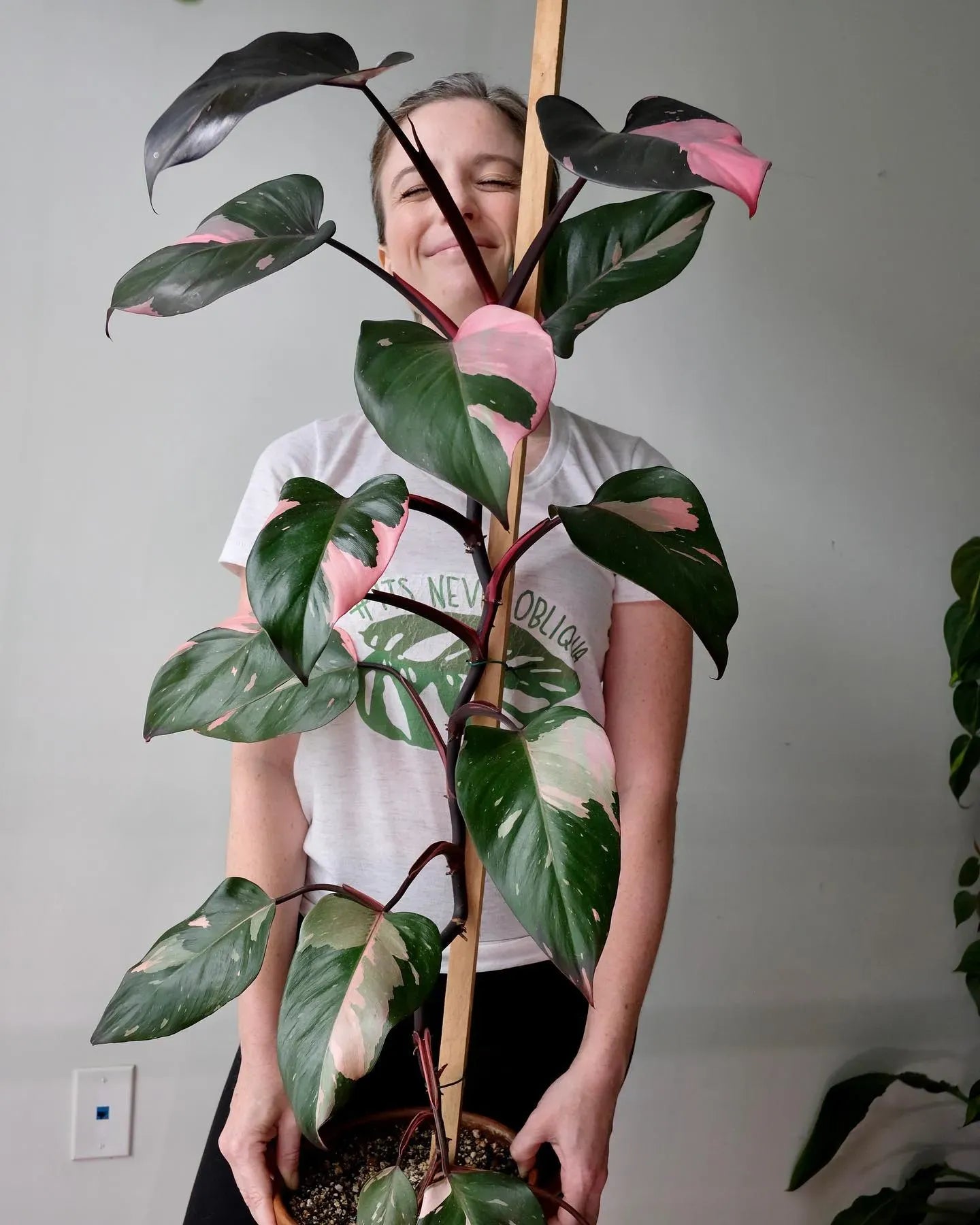 Philodendron Pink Princess - View 7 from www redcrocus com