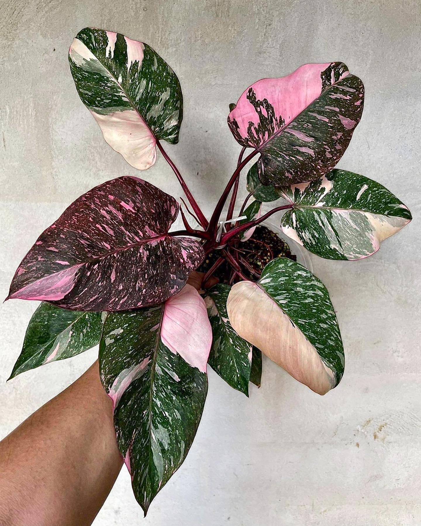 Philodendron Pink Princess - View 9 from www redcrocus com