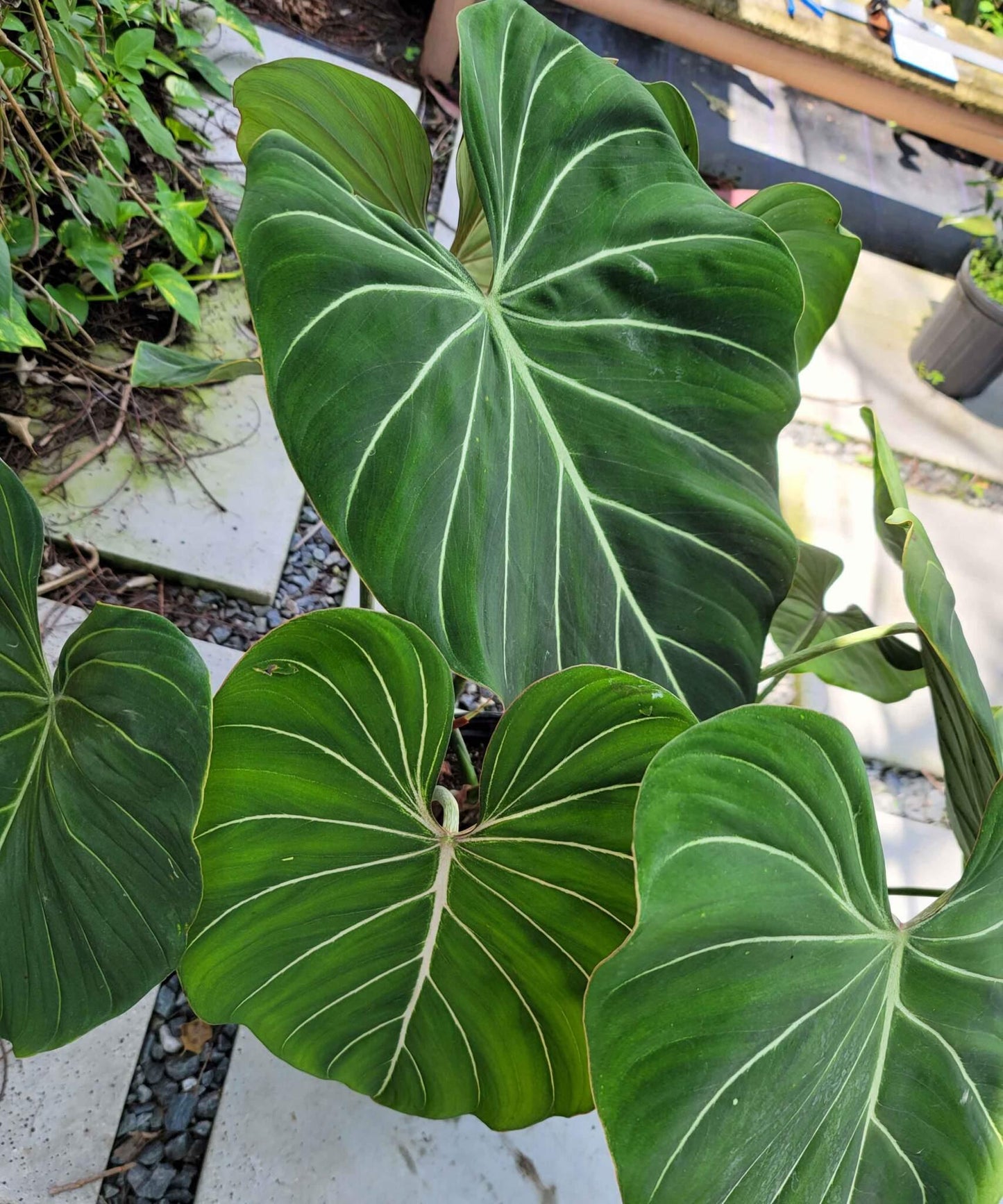 Philodendron Gloriosum - View 10 from www redcrocus com