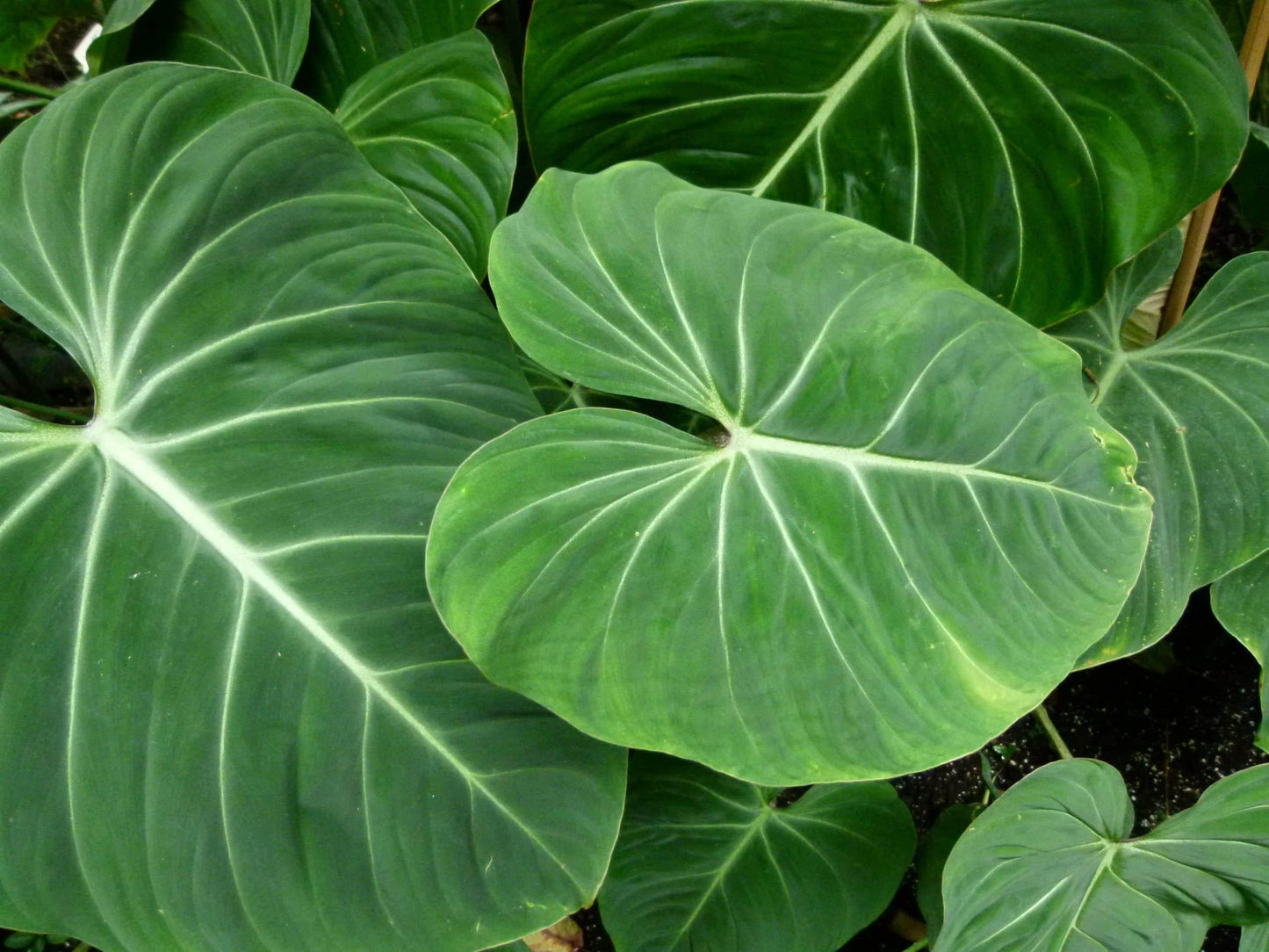 Philodendron Gloriosum - View 11 from www redcrocus com