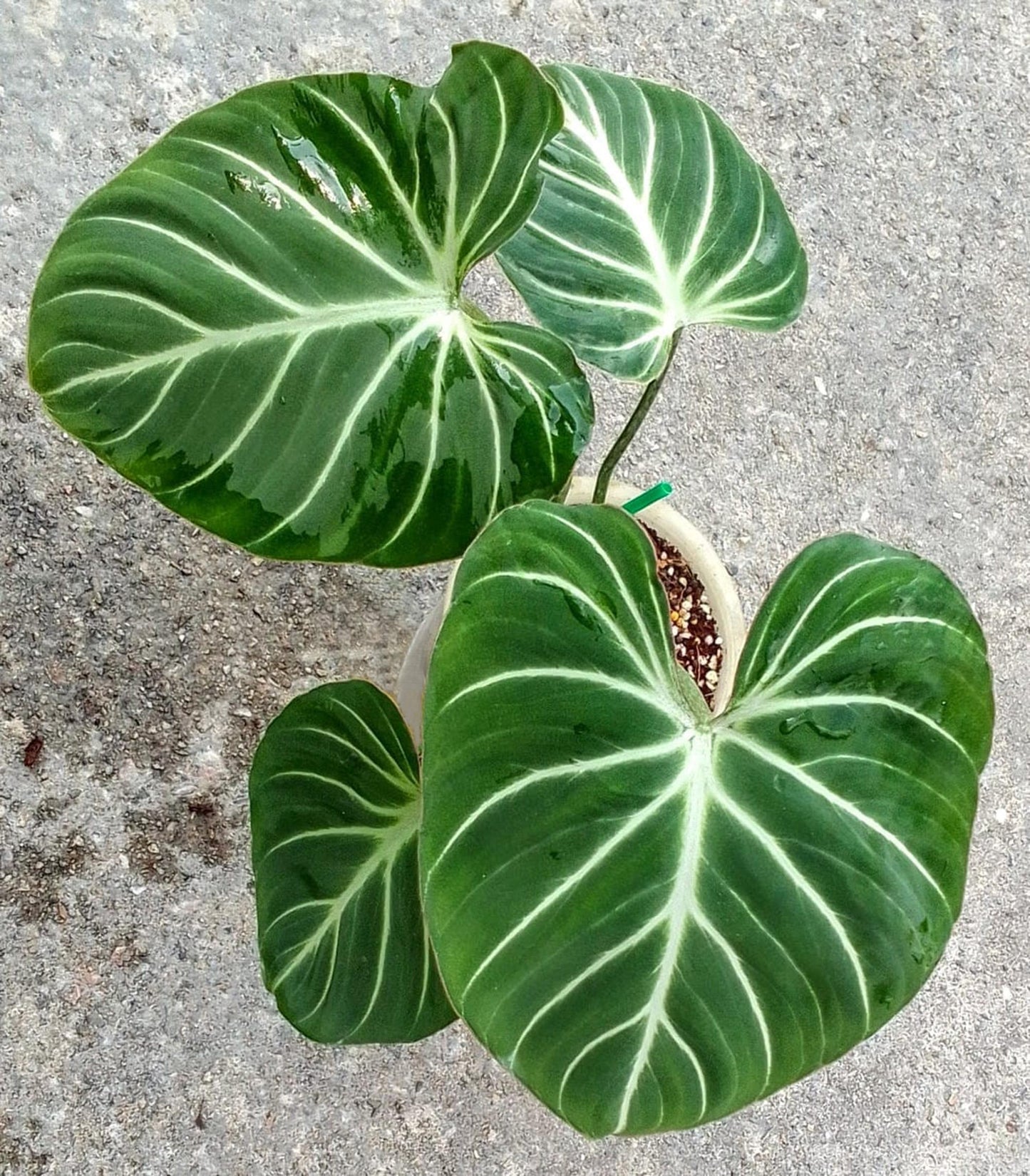 Philodendron Gloriosum - View 16 from www redcrocus com
