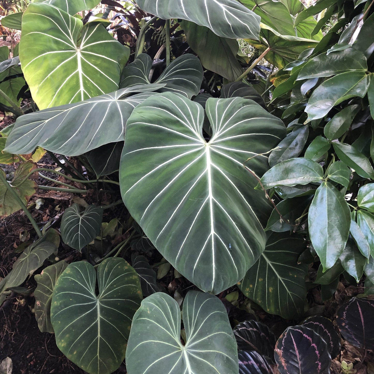 Philodendron Gloriosum - View 17 from www redcrocus com