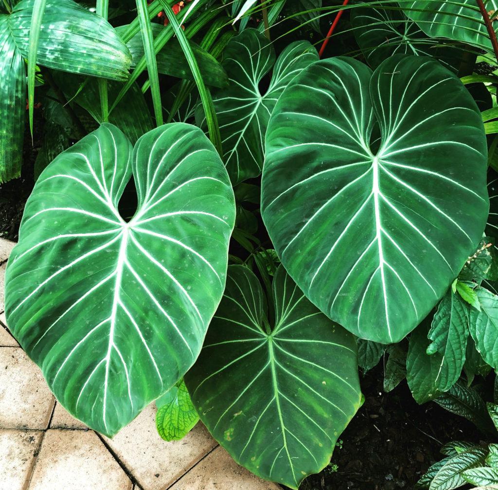 Philodendron Gloriosum - View 7 from www redcrocus com