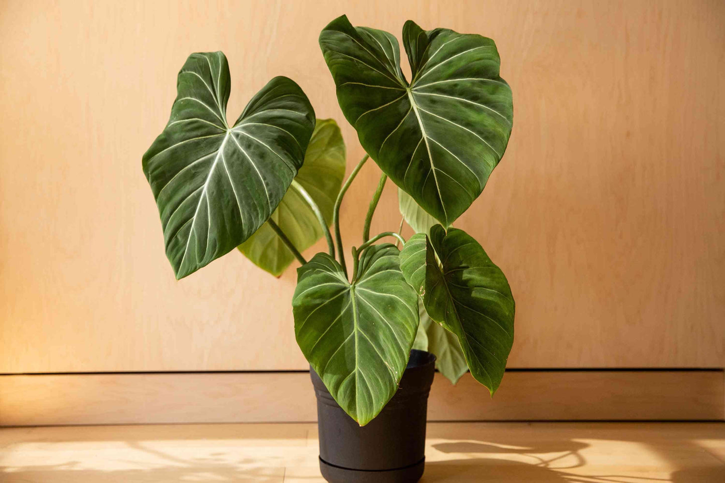 Philodendron Gloriosum - View 8 from www redcrocus com