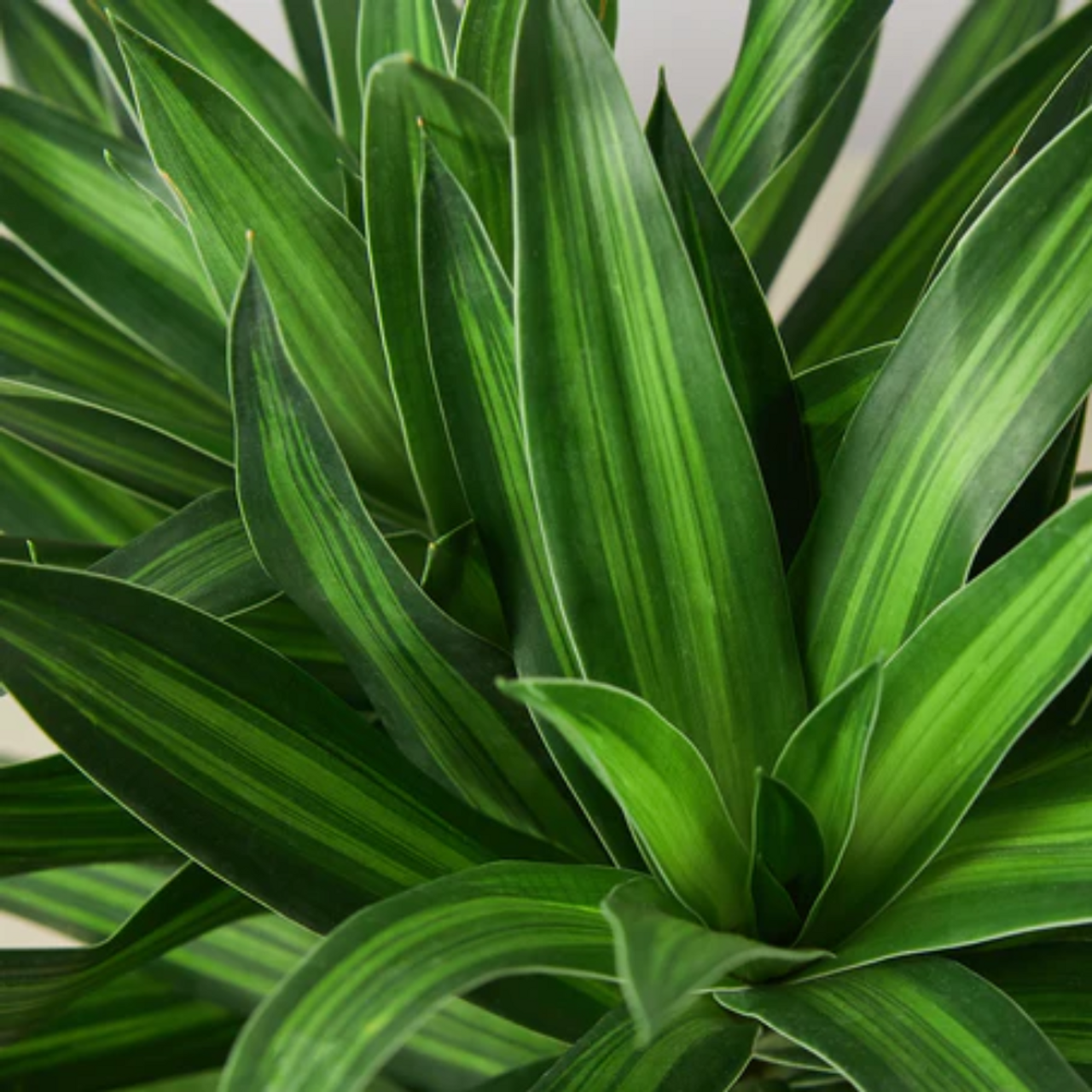 Dracaena Song Of Jamaica - View 10 from www redcrocus com