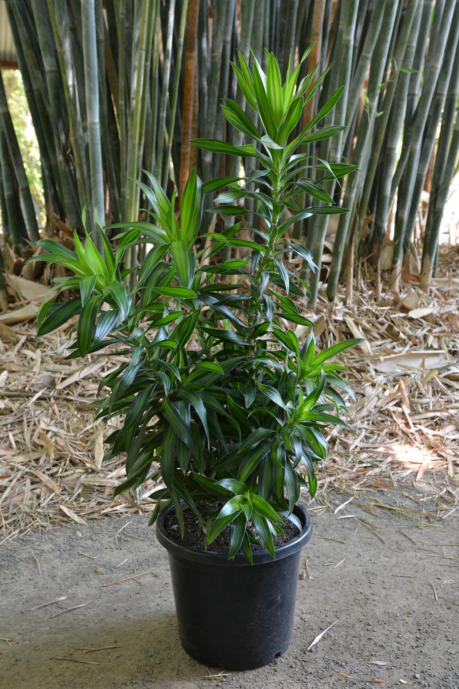 Dracaena Song Of Jamaica - View 11 from www redcrocus com