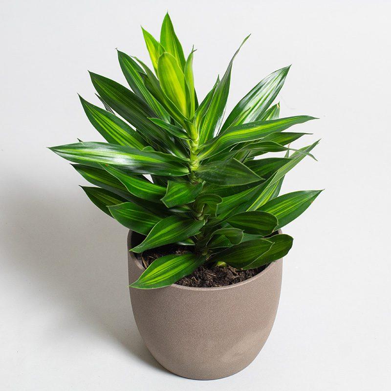 Dracaena Song Of Jamaica - View 13 from www redcrocus com