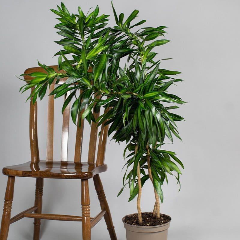 Dracaena Song Of Jamaica - View 14 from www redcrocus com