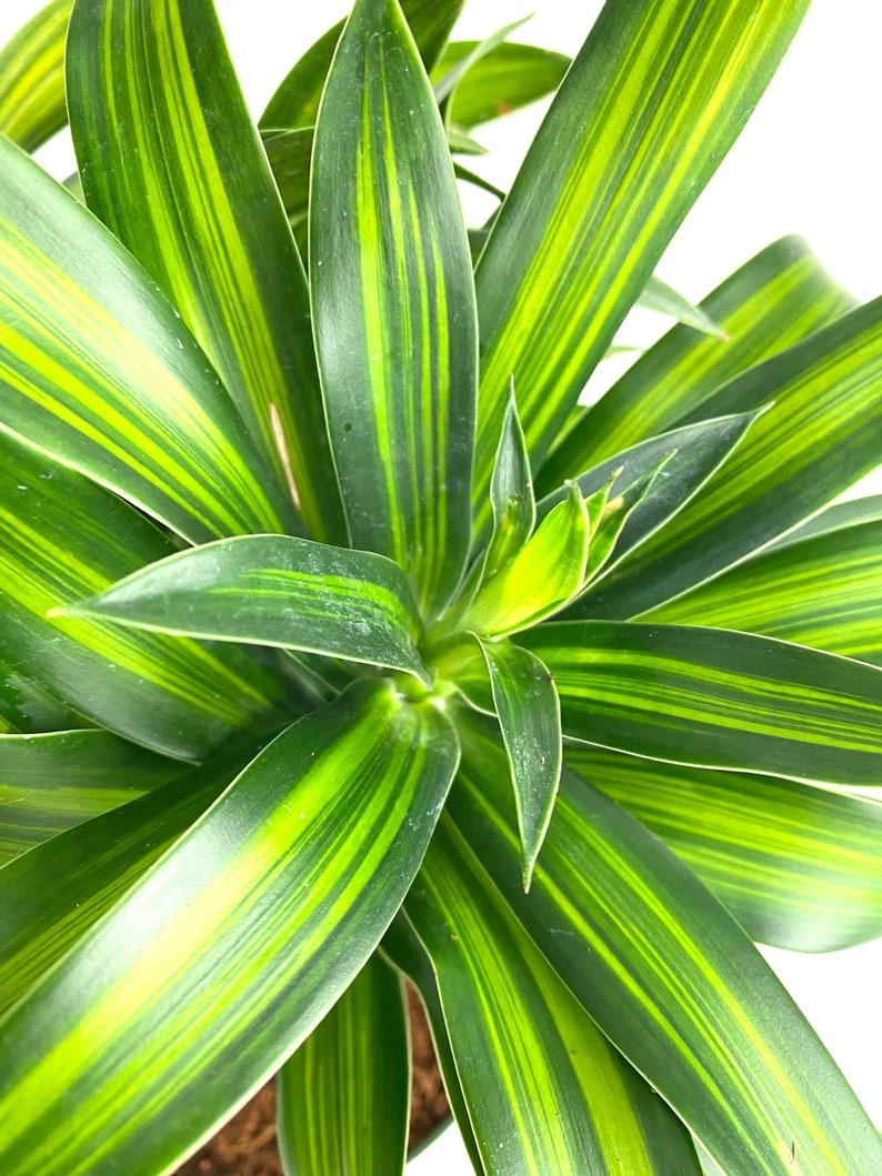 Dracaena Song Of Jamaica - View 1 from www redcrocus com