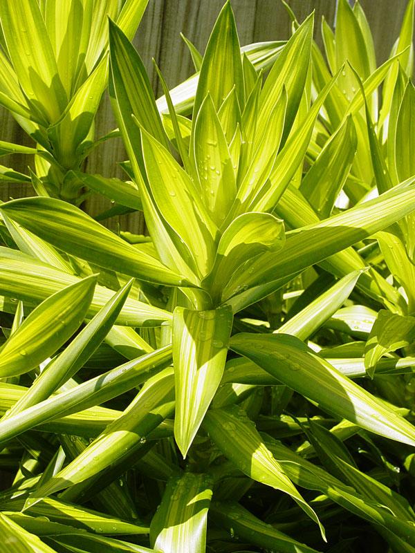 Dracaena Song Of Jamaica - View 3 from www redcrocus com
