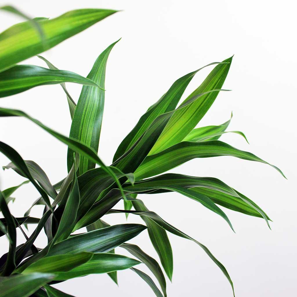 Dracaena Song Of Jamaica - View 4 from www redcrocus com